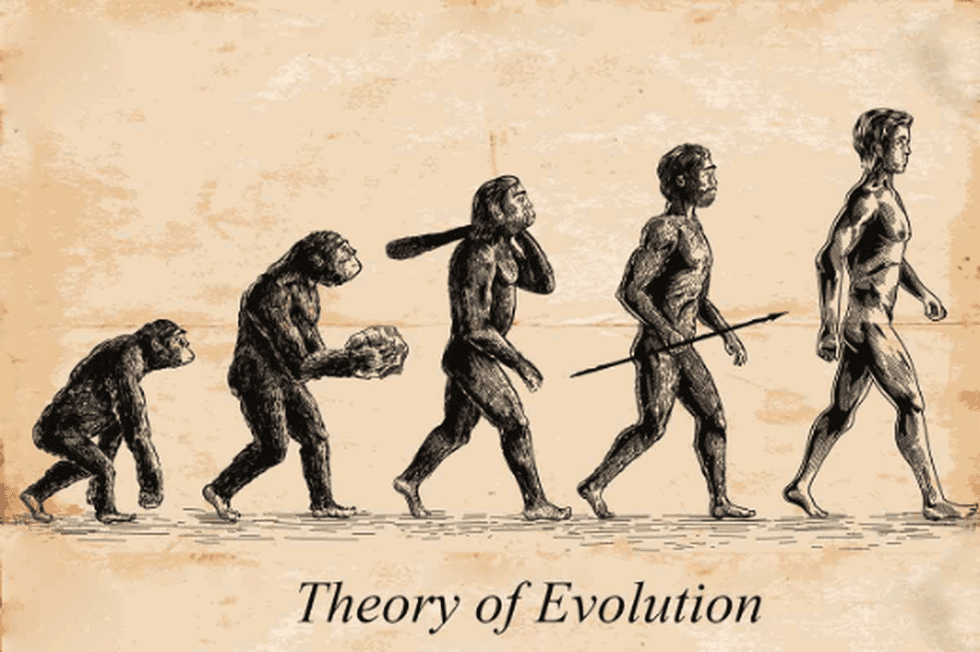 A modern chart of Darwinian evolution showing the emergence of life forms from aquatic to human